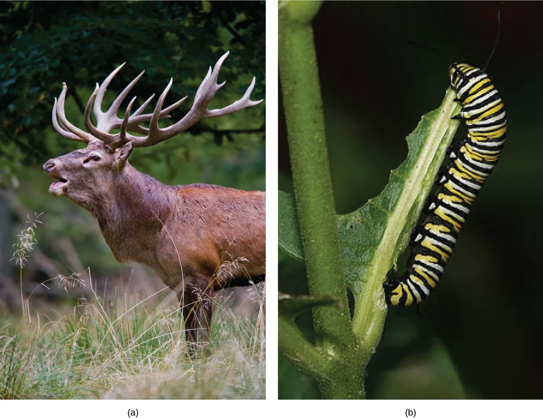 Two photos: (a) a stag with large branching antlers, mouth open mid-call, standing in dry grass; (b) a black, yellow, and white striped caterpillar clinging to a leaf edge and eating into it.