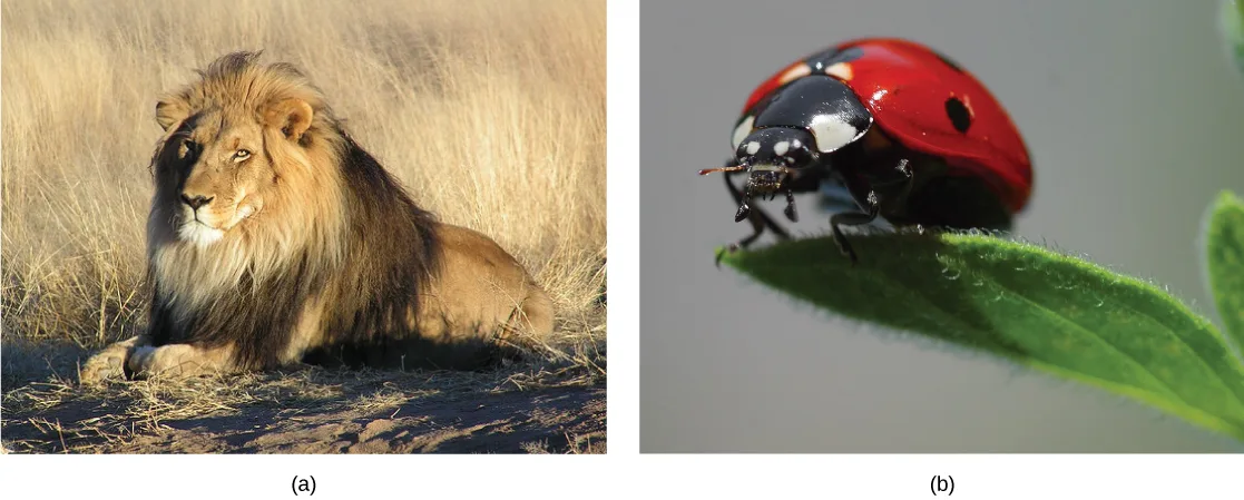 Two photos: (a) a maned lion resting on the ground in dry grassland; (b) a red ladybug with black spots perched on a green leaf.
