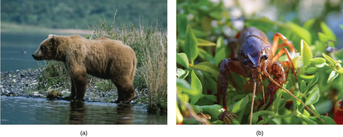 Two photos: (a) a brown bear wading in shallow water at the edge of a stream; (b) a reddish-brown crayfish perched among green leaves.