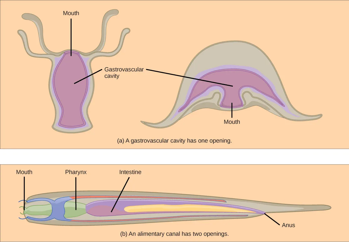 Two labeled line drawings: (a) a vase-shaped hydra with tentacles around its rim and a bell-shaped jellyfish medusa with trailing tentacles, each labeled with a single central Mouth leading into a Gastrovascular cavity; (b) a long, tapering nematode body labeled, front to back, Mouth, Pharynx, Intestine, and Anus.