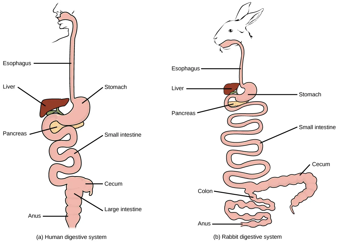 Two labeled side-view line drawings tracing a digestive tract from mouth to anus: (a) a human profile with a straight esophagus leading to a kidney-shaped stomach, a coiled small intestine, a short cecum, and a large intestine ending at the anus; (b) a rabbit profile with the same organs, but a much longer, more tightly coiled small intestine and a large, tightly wound cecum before the colon and anus.