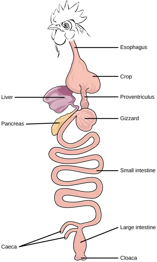 A labeled side-view line drawing of a bird's digestive tract, running from the beak down through a heart-shaped crop, a tubular proventriculus, a round gizzard, a long coiled small intestine, and a large intestine that splits into two thin caeca before ending at the cloaca; the liver and pancreas sit beside the crop and gizzard.