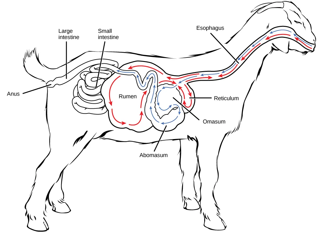 A labeled line drawing of a goat in profile with its four stomach chambers — Rumen, Reticulum, Omasum, Abomasum — drawn as connected pouches beneath its neck, threaded with red and blue arrows tracing two loops between the esophagus and the chambers, and leader lines to the small intestine, large intestine, and anus.