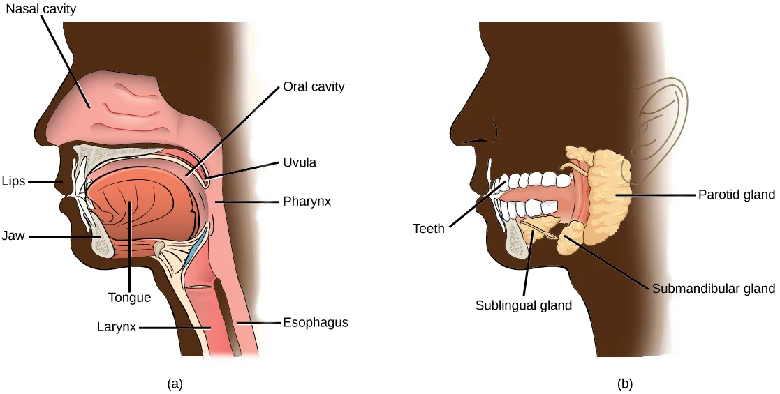 Two labeled cutaway side-view line drawings of a human head: (a) the oral cavity and throat, showing the nasal cavity, tongue, uvula, jaw, and lips opening into the pharynx and esophagus; (b) the same head with the three salivary glands — parotid, submandibular, and sublingual — shown beside the teeth.
