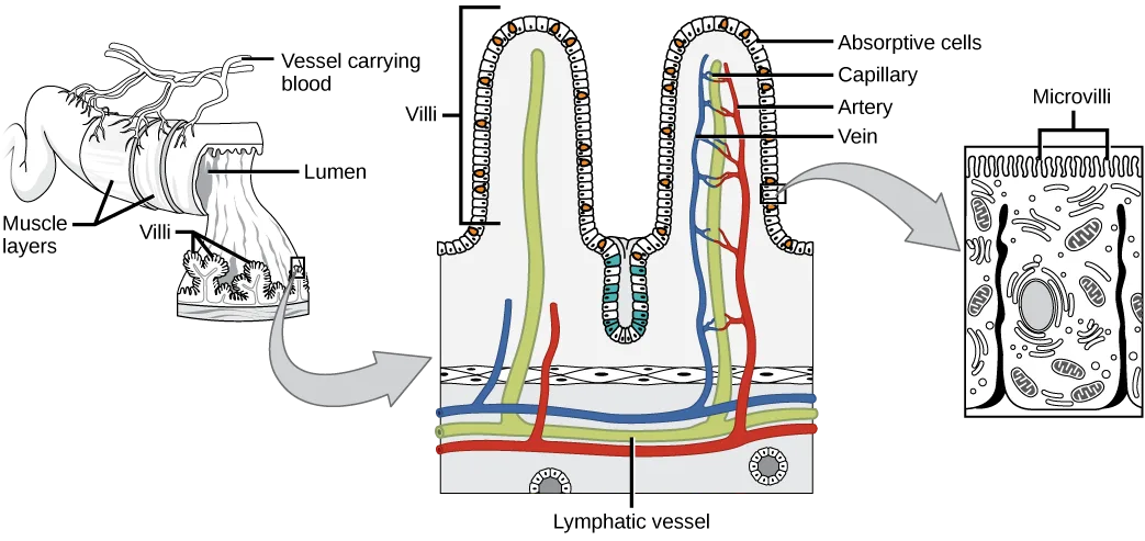 A three-panel diagram of the small intestine wall: a 3D block of tissue with villi on its inner surface, an arrow leading to an enlarged cross-section of two villi threaded with blood and lymphatic vessels, and a second arrow leading to a close-up of a single absorptive cell's microvilli.