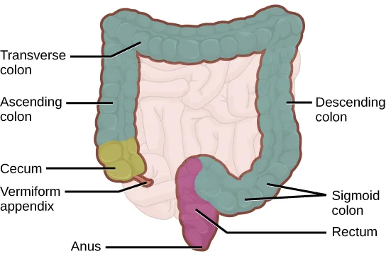 A labeled diagram of the large intestine drawn as a squared-off loop, its ascending, transverse, and descending colon segments shaded teal, with the cecum, vermiform appendix, sigmoid colon, rectum, and anus shown at its two lower ends.