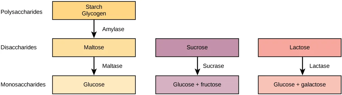 A three-column flow chart tracing the breakdown of starch and glycogen, sucrose, and lactose into monosaccharides, with each downward arrow labeled by the enzyme that catalyzes that step.