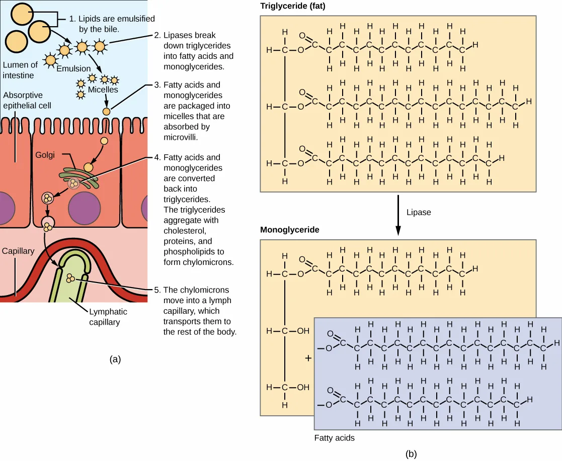 Two side-by-side diagrams labeled (a) and (b). Panel (a) is a cutaway of the intestinal lining showing lipid droplets emulsified by bile, packaged into micelles, absorbed into an epithelial cell, and reassembled into chylomicrons that enter a lymphatic capillary, in five numbered steps. Panel (b) is a chemical structure diagram showing a triglyceride split by an enzyme into a monoglyceride plus two fatty acid chains.