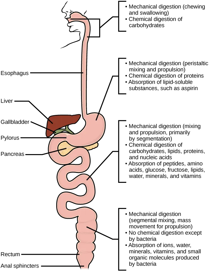 A vertical illustration of the human digestive tract from the mouth to the rectum, with the esophagus, liver, gallbladder, pylorus, pancreas, rectum, and anal sphincters labeled along its length, and four bracketed callouts marking the mechanical digestion, chemical digestion, and absorption that occur at the mouth and esophagus, the stomach, the small intestine, and the large intestine.