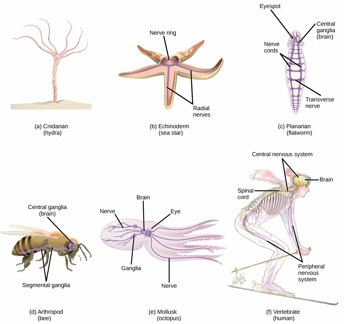 Six labeled drawings comparing nervous systems across the animal kingdom: (a) a cnidarian hydra's net of nerve fibers over its trunk and tentacles, (b) a sea star's central nerve ring with radial nerves into its arms, (c) a planarian flatworm's paired brain ganglia and two nerve cords joined by transverse nerves, (d) a bee's head ganglia and ventral nerve cord studded with segmental ganglia, (e) an octopus's central brain and eyes with nerves branching into its arms, and (f) a human skeleton with a brain-and-spinal-cord central nervous system and nerves reaching through the body.