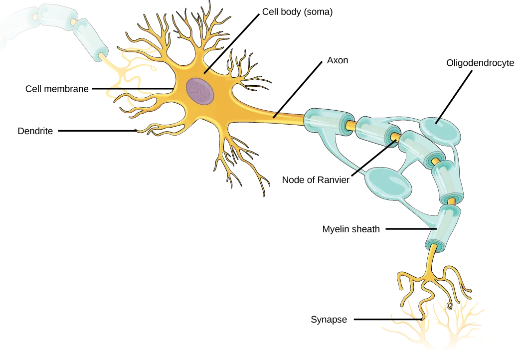 A gold, tree-branched neuron with a rounded cell body at left holding a purple nucleus; an axon runs right from the body, wrapped in a chain of teal, bead-like myelin segments separated by narrow gaps, and ends at lower right in a cluster of fine branching terminals. Eight leader lines label the cell body, membrane, dendrites, axon, an oligodendrocyte segment, a gap, the myelin sheath, and the terminal branches.