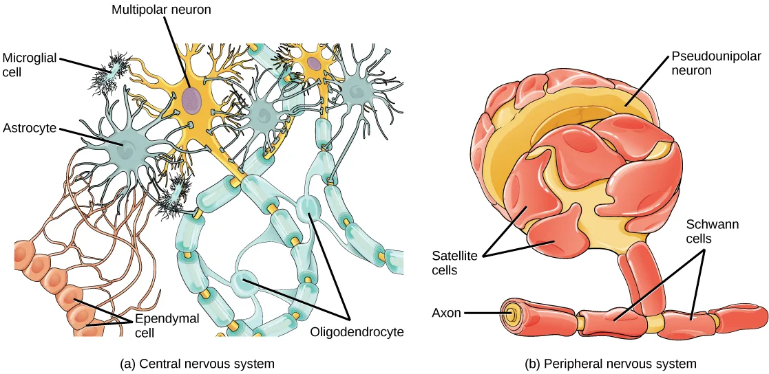 Two labeled drawings of glial cells. (a) A gold multipolar neuron in the CNS surrounded by star-shaped astrocytes, spiky microglial cells, teal oligodendrocytes wrapping myelin around its axon, and a row of ependymal cells trailing long extensions to an astrocyte. (b) A red pseudounipolar neuron of the PNS, its axon wrapped in Schwann-cell myelin and its cell body ringed by satellite cells.