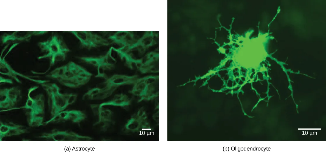 (a) A dense mesh of irregularly shaped green astrocytes, their processes overlapping across the frame, with a 10 µm scale bar at lower right. (b) A single round green oligodendrocyte with fine, radiating branched extensions against a dark background, also with a 10 µm scale bar.