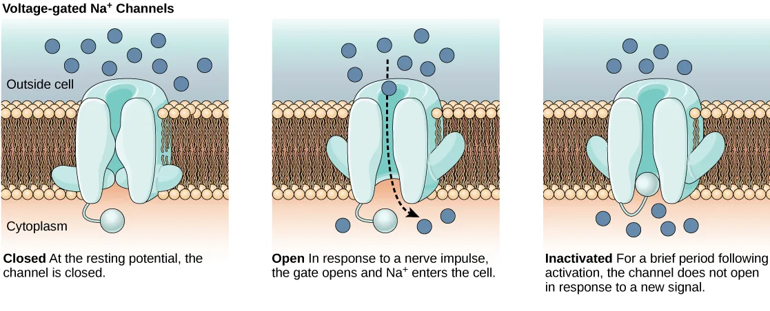 Three side-by-side cross-sections of the same teal channel protein embedded in a phospholipid bilayer, dark-blue Na⁺ ions scattered above it in the extracellular fluid and a short tethered loop hanging into the cytoplasm below; each panel is captioned Closed, Open, and Inactivated.