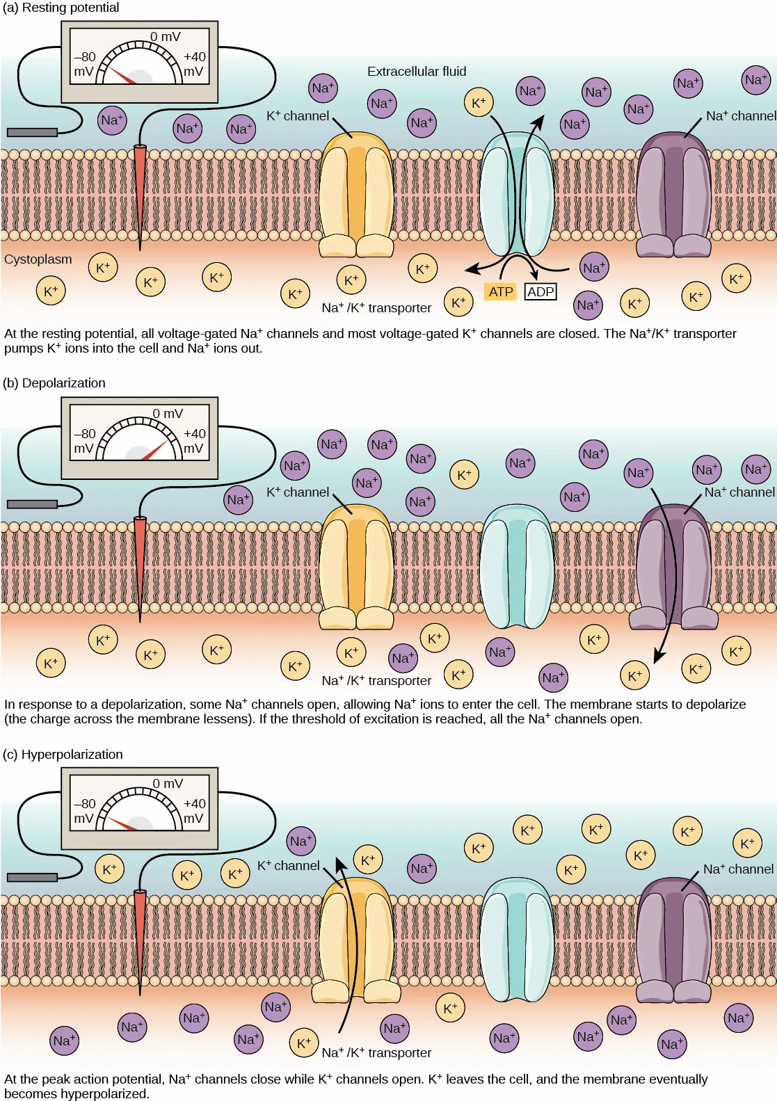 Three stacked cross-sections of the same membrane segment, each with a K⁺ channel, a Na⁺/K⁺ transporter, and a Na⁺ channel between extracellular Na⁺ ions above and cytoplasmic K⁺ ions below, wired to a voltmeter dial reading from −80 to +40 millivolts; the panels are labeled (a) Resting potential, (b) Depolarization, and (c) Hyperpolarization.