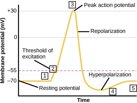 A line graph of membrane potential in millivolts against time, with a dashed line at −55 millivolts and solid gridlines at 0 and +30, tracing a flat baseline that rises sharply to a peak, falls past the baseline into a shallow dip, and gradually returns to baseline; five numbered points mark stages along the curve.