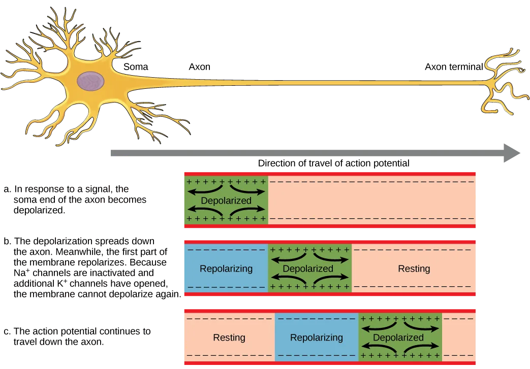 A neuron diagram above three horizontal color-coded bars representing the axon membrane at three successive moments, each bar divided into labeled zones (Depolarized, Repolarizing, Resting) that shift rightward from bar to bar beneath a rightward arrow labeled 'Direction of travel of action potential.'