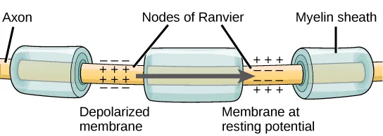 A horizontal axon shown as three myelin-wrapped cylindrical segments with two bare gaps between them, the gaps labeled Nodes of Ranvier and marked with opposite plus/minus charge patterns on either side of a rightward arrow.