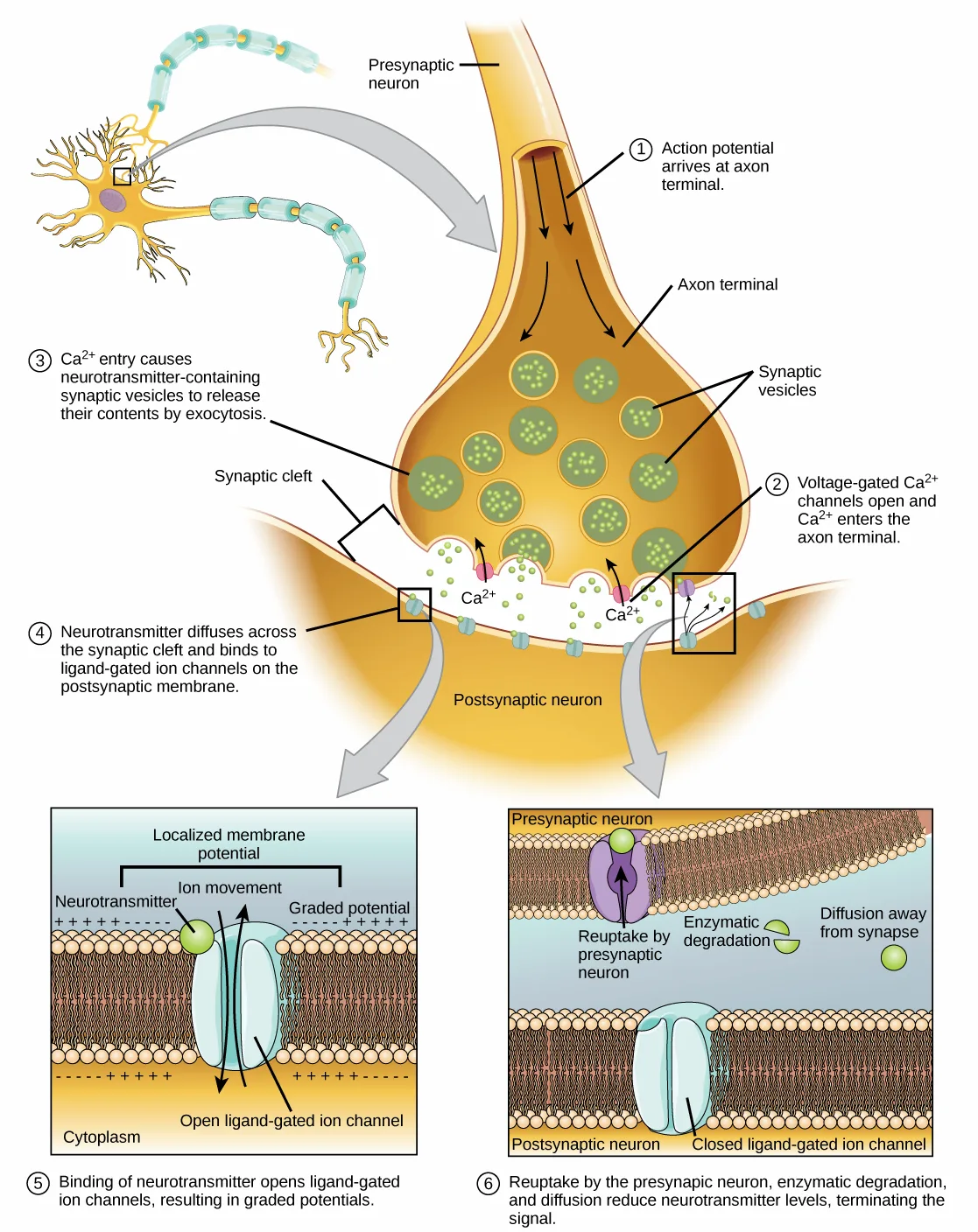 An axon terminal bulb sits above a narrow synaptic cleft and the postsynaptic membrane below; four numbered callouts trace an action potential arriving, calcium entering, vesicles releasing their contents, and neurotransmitter crossing the cleft, with two boxed close-up insets beneath showing a ligand-gated channel opening and then closing as neurotransmitter is cleared.