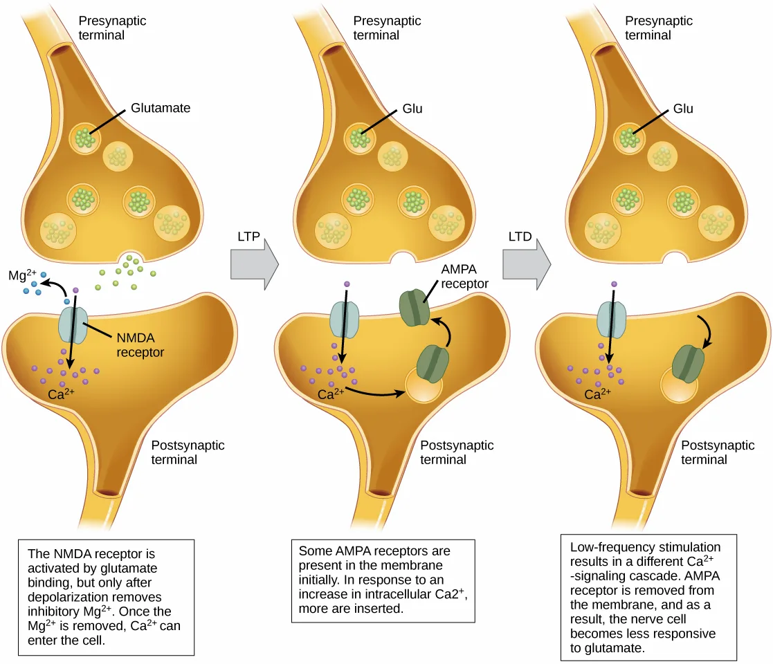 Three side-by-side cross-sections of a synapse, each with a presynaptic terminal full of round vesicles above and a postsynaptic terminal below containing a teal NMDA receptor and, in the second and third panels, a green AMPA receptor moving into or out of the membrane; gray arrows labeled LTP and LTD connect the panels left to right.