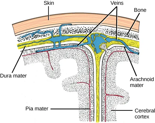 A labeled cross-section diagram of the scalp and skull, showing three membrane layers between the bone and the folded cerebral cortex tissue: a thick yellow layer with blue vein-like vessels running through it directly beneath the skin and bone, a thin wavy layer beneath that, and a red line hugging the folded cortex below.