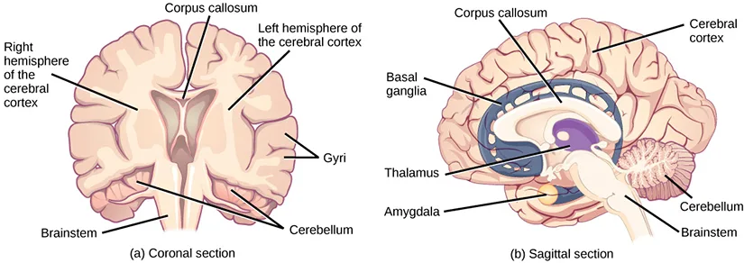 Two brain illustrations side by side: (a) a front-facing coronal section showing the two cerebral hemispheres divided by a central gap, and (b) a side-view sagittal section showing the folded cortex, corpus callosum, basal ganglia, thalamus, amygdala, cerebellum, and brainstem.