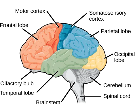 A side view of the human brain colored by lobe: an orange region at the front, a blue region across the top and back, a yellow region at the rear, and a green region along the underside toward the ear, with the gray cerebellum, brainstem, and spinal cord visible beneath, and ten leader lines labeling the lobes and named substructures within them.