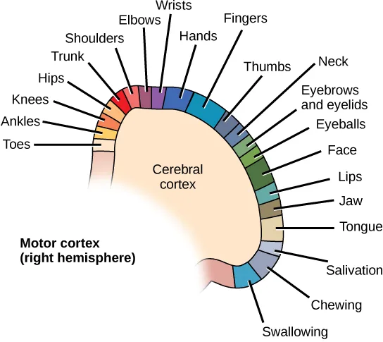 A fan-shaped diagram of the motor cortex's right hemisphere, divided into 21 colored segments arranged in an arc, each segment labeled with the body part or function its neurons control, running from the toes at one end up through the leg, trunk, and arm to the face and mouth at the other end.