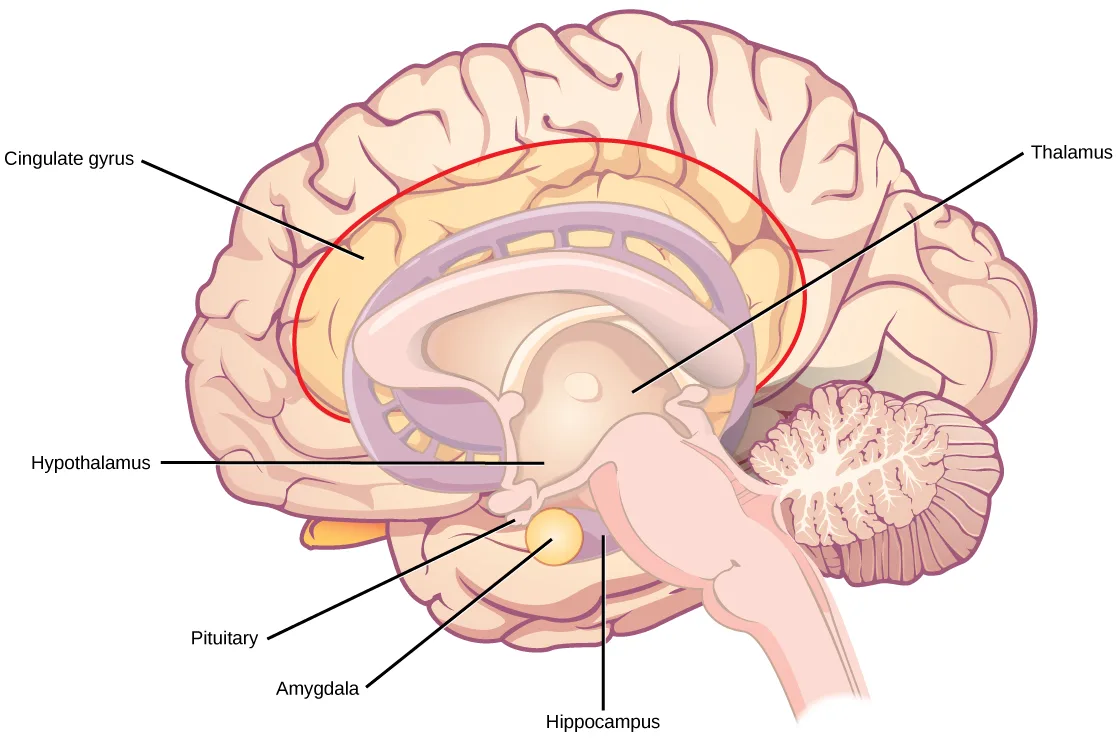 A sagittal illustration of the brain with the cortex partly cut away to reveal internal structures: a band of tissue outlined in red arcing beneath the cortex, a central rounded structure, a small round gland hanging below it, and the wrinkled cerebellum at the back.
