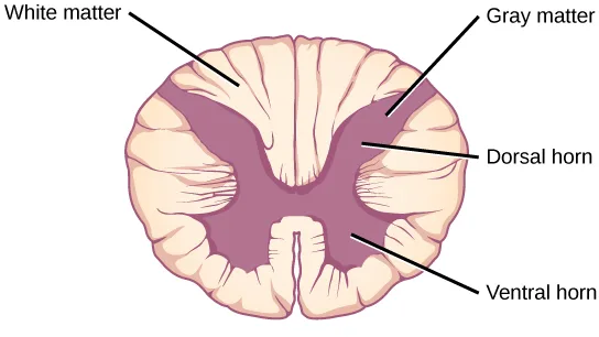 A cross-section of the spinal cord: a purple, X-shaped region of gray matter at the center, surrounded by an oval ring of pale, ridged white matter.