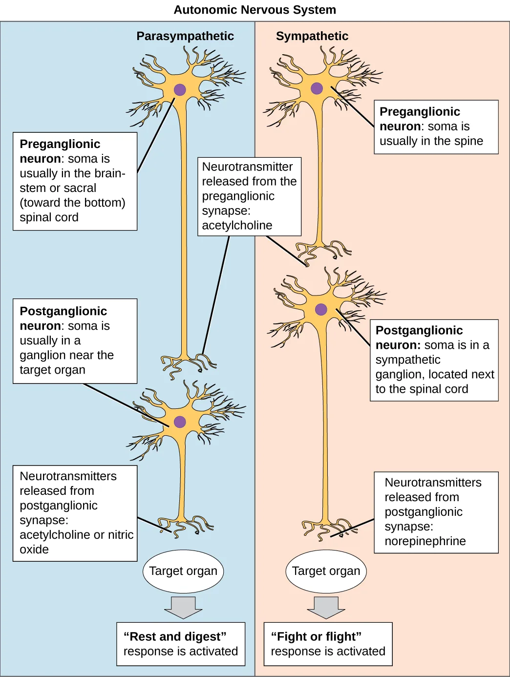A two-column diagram titled 'Autonomic Nervous System,' a blue panel labeled Parasympathetic on the left and an orange panel labeled Sympathetic on the right, each showing a preganglionic neuron connecting to a postganglionic neuron that reaches a target organ, with labeled boxes at each synapse and an outcome box at the bottom of each column.