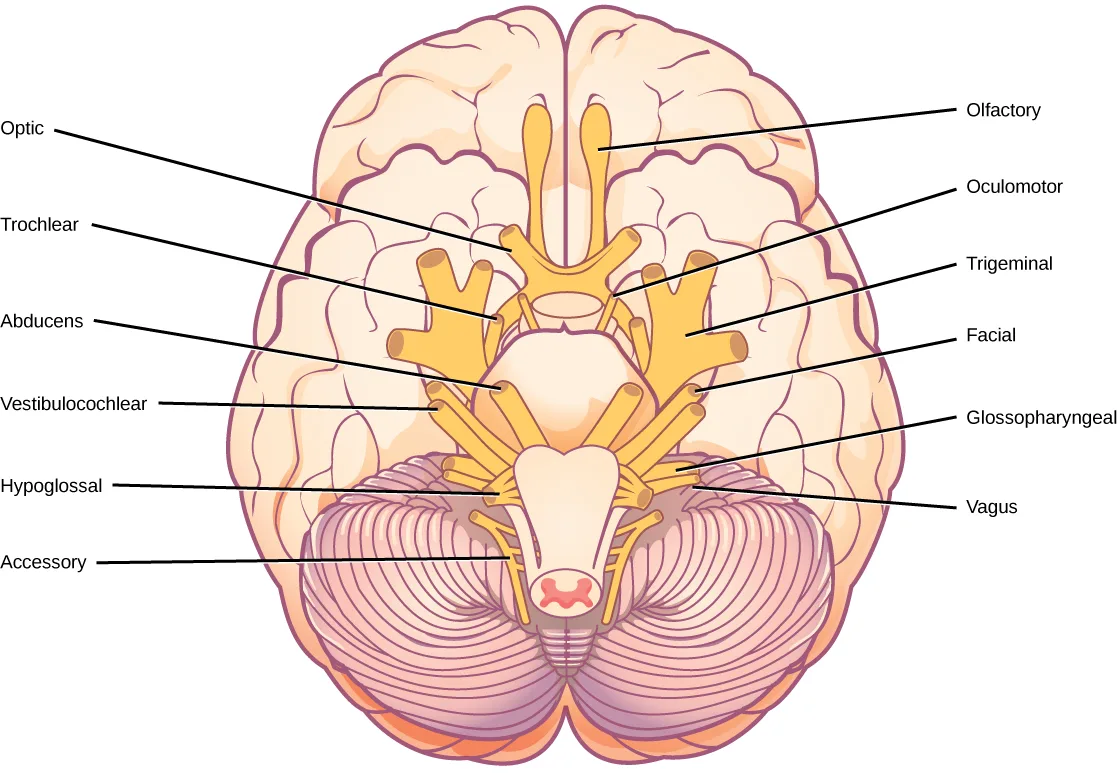 A labeled diagram of the underside of the human brain and brainstem, viewed from below, with twelve pairs of small yellow nerve bundles emerging symmetrically from the brainstem and cerebellum, each pair pointing to its name in a column of labels on the left or right.