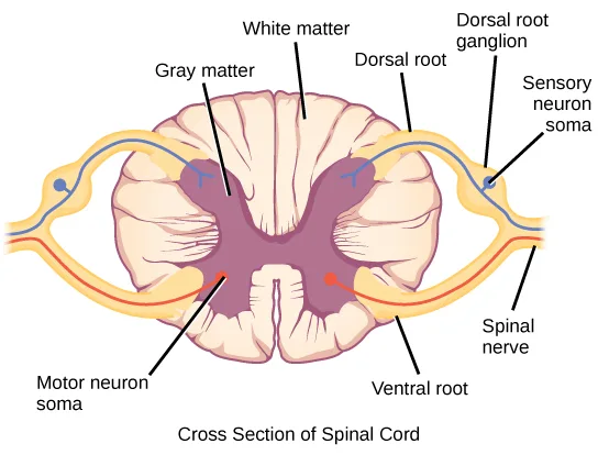 A labeled cross-section of the spinal cord, a butterfly-shaped purple region of gray matter surrounded by pale white matter, with a spinal nerve and its dorsal and ventral roots emerging from each side and a title reading 'Cross Section of Spinal Cord' beneath it.