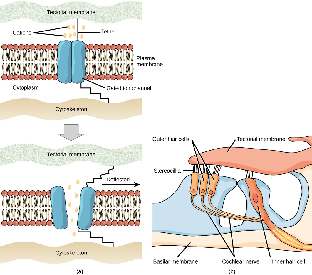 A two-panel diagram. Panel (a) shows a closed, then a deflected and open, gated ion channel embedded in the plasma membrane, tethered up to the tectorial membrane and down to the cytoskeleton, with cations passing through the channel once it opens. Panel (b) shows three outer hair cells and one inner hair cell in the ear, their stereocilia touching the overlying tectorial membrane, resting on the basilar membrane, and connected by nerve fibers to the cochlear nerve.