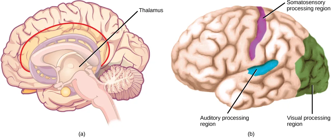 A two-panel diagram of the brain. Panel (a) shows a mid-sagittal view with a red loop drawn around the inner limbic structures and a line labeled 'Thalamus' pointing to a small oval structure at their center. Panel (b) shows a lateral view of the brain with three colored regions: a purple strip near the top, a blue patch over the temporal lobe, and a green region covering the back of the brain.