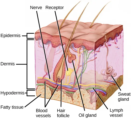 A block diagram of a three-dimensional cross-section of mammalian skin, several hair shafts emerging from its top surface, showing the epidermis as a thin outer layer and the dermis as a much thicker middle layer holding blood and lymph vessels, a hair follicle, oil and sweat glands, and a nerve ending in a receptor, above a fatty hypodermis layer at the base.
