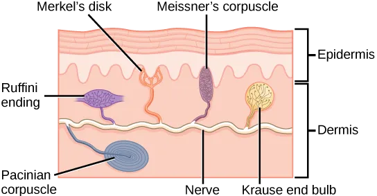 A cross-section of skin with a horizontal nerve running through the middle of the dermis and five mechanoreceptors branching from it, positioned at different depths relative to the epidermis-dermis boundary.