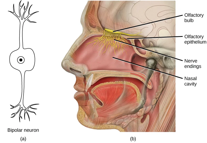 A two-panel diagram: panel (a) is a simple black-and-white outline drawing of a bipolar neuron, with branching dendrites at the top, an oval cell body holding a dot marking the nucleus, and a mirroring set of branching processes at the bottom. Panel (b) is a color anatomical illustration of a human head in profile, cut away to show the nasal cavity, with a fan of yellow, thread-like nerve fibers running down from a band at the top of the cavity into the mucosa lining it, and four leader lines labeling parts of the illustration.
