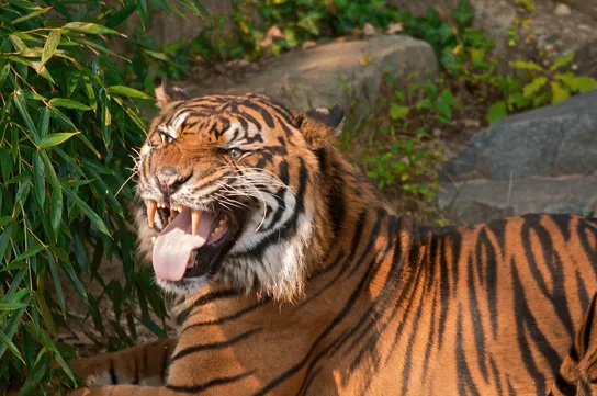 A close-up photo of an orange-and-black striped tiger with its head turned toward the camera, upper lip curled back and mouth open, exposing its canine teeth and tongue, amid green foliage and a large gray rock.