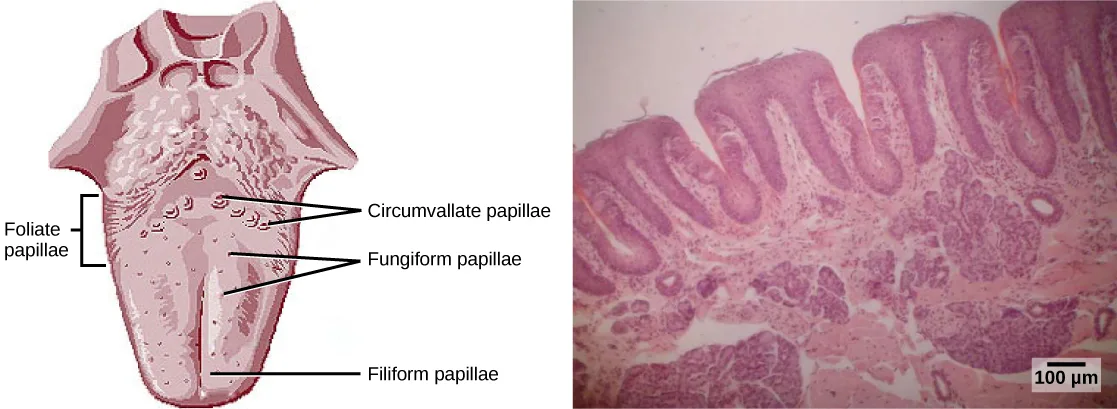 Two-panel figure: panel (a) is a color illustration of a tongue viewed from above, its surface covered in small round bumps, with leader lines labeling 'Foliate papillae' (a bracket along the back edge), 'Circumvallate papillae' (a back row of larger bumps), 'Fungiform papillae' (scattered bumps across the middle), and 'Filiform papillae' (the finely bumped front two-thirds). Panel (b) is a magenta-stained light micrograph of tall, finger-like tissue folds.