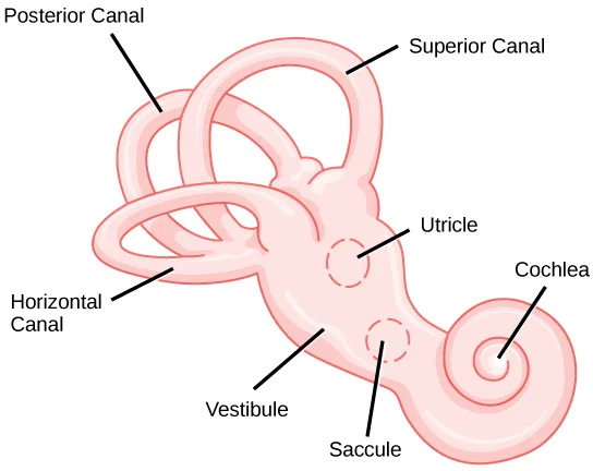 A line illustration of the snail-shell-shaped cochlea widening into a bulbous vestibule, from which three ring-like canals extend and loop, with two small dashed-outline pockets inside the vestibule.
