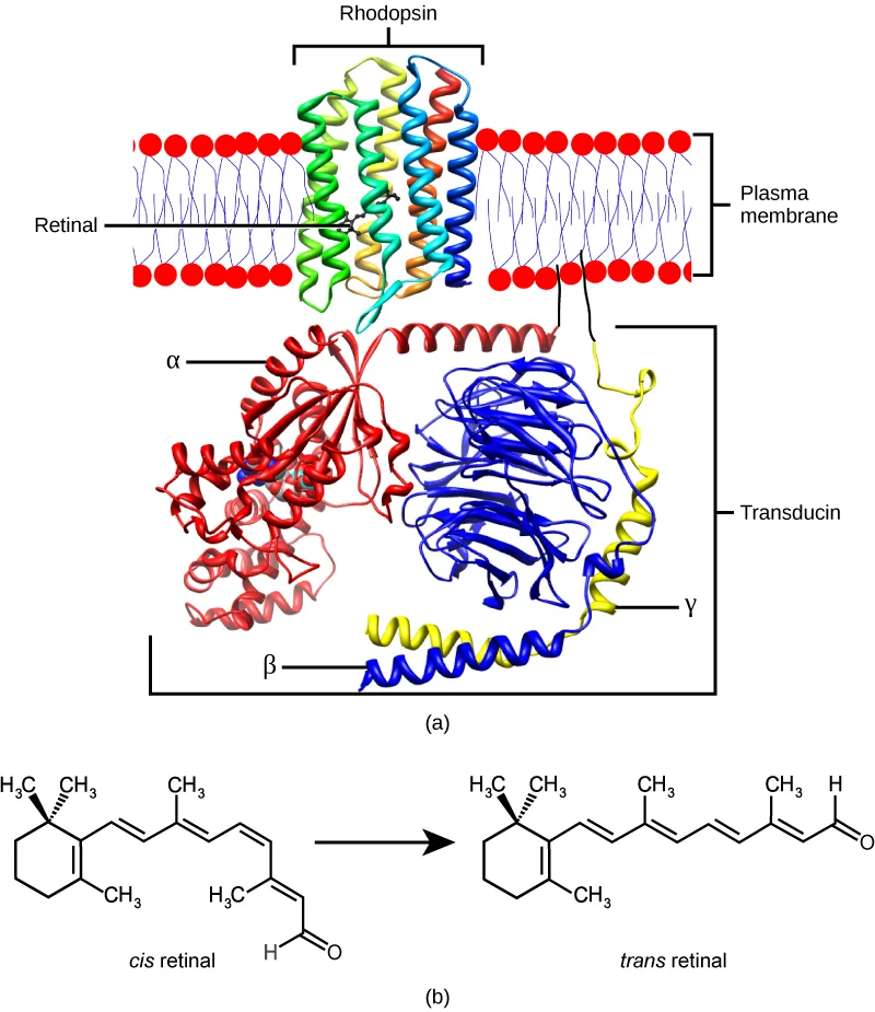 Two stacked panels: (a) a ribbon molecular model of the membrane protein rhodopsin, its seven helices spanning a phospholipid bilayer with the small retinal molecule bound inside, sitting above a three-lobed protein model labeled Transducin; (b) two chemical structures, a kinked cis retinal molecule and a straight trans retinal molecule, joined by a rightward arrow.
