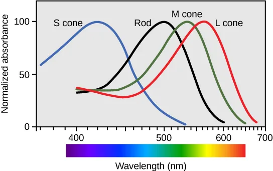 A line graph of normalized absorbance (0 to 100) against wavelength (400 to 700 nm) for four photoreceptor types, each an overlapping bell-shaped curve labeled S cone, Rod, M cone, and L cone from left to right, above a horizontal rainbow gradient bar spanning violet to red.