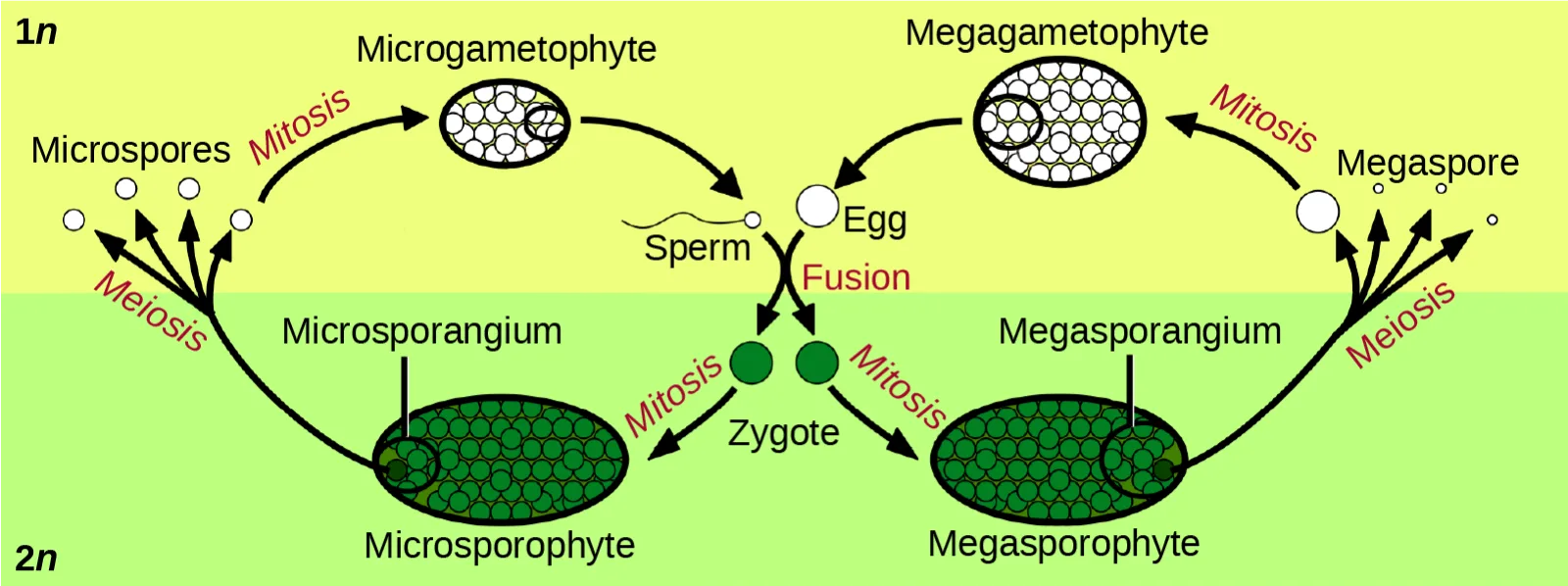 A two-tier flow diagram: a yellow 1n band on top, a green 2n band below. A dark-green Microsporophyte (left) and Megasporophyte (right) each send a Meiosis arrow up to Microspores and a Megaspore. Mitosis arrows lead to an oval Microgametophyte and a larger oval Megagametophyte, both full of small circles. A Sperm line and an Egg circle meet at Fusion, forming two dots labeled Zygote, with Mitosis arrows curving back down into both sporophytes.