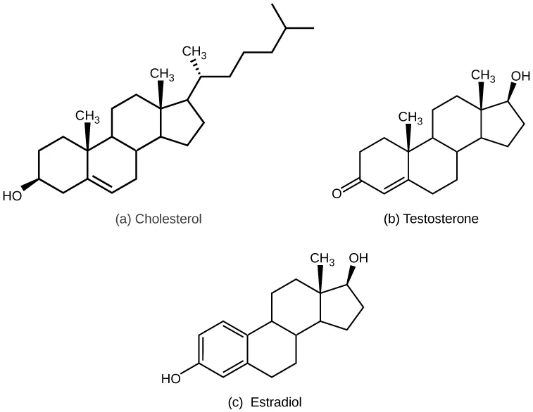 Three skeletal structural formulas share the same four-fused-ring steroid skeleton: (a) cholesterol, with two methyl branches, a hydroxyl group, and a branched hydrocarbon side chain; (b) testosterone, keeping both ring-fusion methyl branches, with a ketone in place of the hydroxyl on the first ring and a hydroxyl group in place of the side chain on the five-membered ring; (c) estradiol, with the first ring drawn with double bonds instead of fully saturated, a hydroxyl group in place of the side chain, and only one ring-fusion methyl branch.