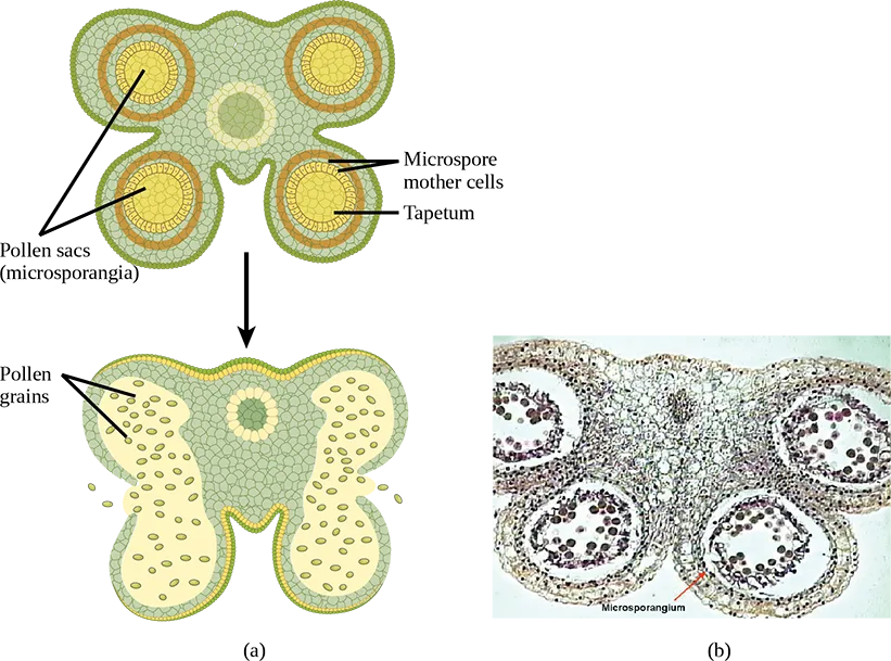 Two four-lobed, clover-shaped anther cross sections stacked, joined by a downward arrow. Top (immature): four separate lobes, each with a yellow center ringed in orange; labels mark two lobes Pollen sacs (microsporangia) and mark one lobe's center and ring Microspore mother cells and Tapetum. Bottom (mature): the lobes have fused into two yellow chambers packed with oval grains, labeled Pollen grains, splitting open at top and bottom. Beside it, micrograph (b) shows a similar four-lobed section with dark clustered grains, one lobe labeled Microsporangium.