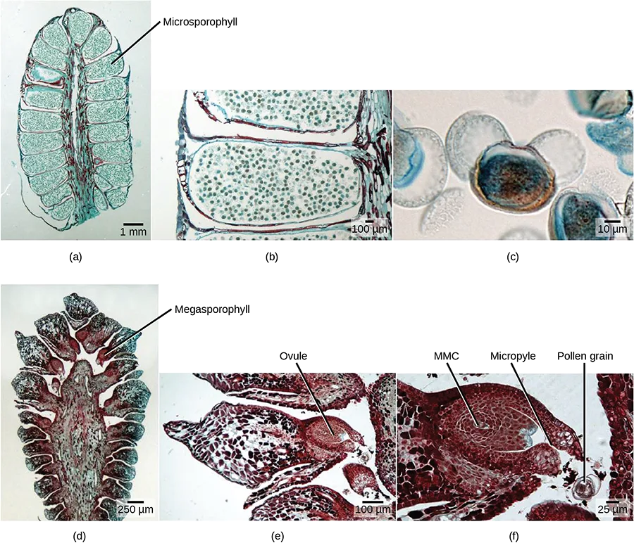 Six microscope images in two rows of three. Top row: (a) a cross section of an oval male cone with radiating lobes, one lobe labeled Microsporophyll; (b) a close-up of two adjacent lobes packed with small green-stained grains; (c) an extreme close-up of a few round pollen grains. Bottom row: (d) a cross section of an oval female cone with radiating lobes, one lobe labeled Megasporophyll; (e) a close-up of one lobe with a reddish oval structure labeled Ovule; (f) an extreme close-up of the ovule labeled MMC, Micropyle, and Pollen grain.
