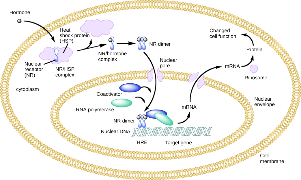 A diagram of a cell within a larger cell, showing a hormone entering the cytoplasm, binding a receptor–heat shock protein complex, dimerizing, and moving through a nuclear pore to bind a labeled DNA sequence, ending in labeled arrows for mRNA, ribosome, protein, and changed cell function.