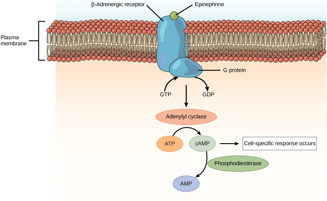 Diagram of a cell membrane cross-section showing epinephrine bound to a beta-adrenergic receptor, a G protein beneath it exchanging GDP for GTP, and a signaling cascade running from adenylyl cyclase through ATP, cAMP, and phosphodiesterase to AMP.