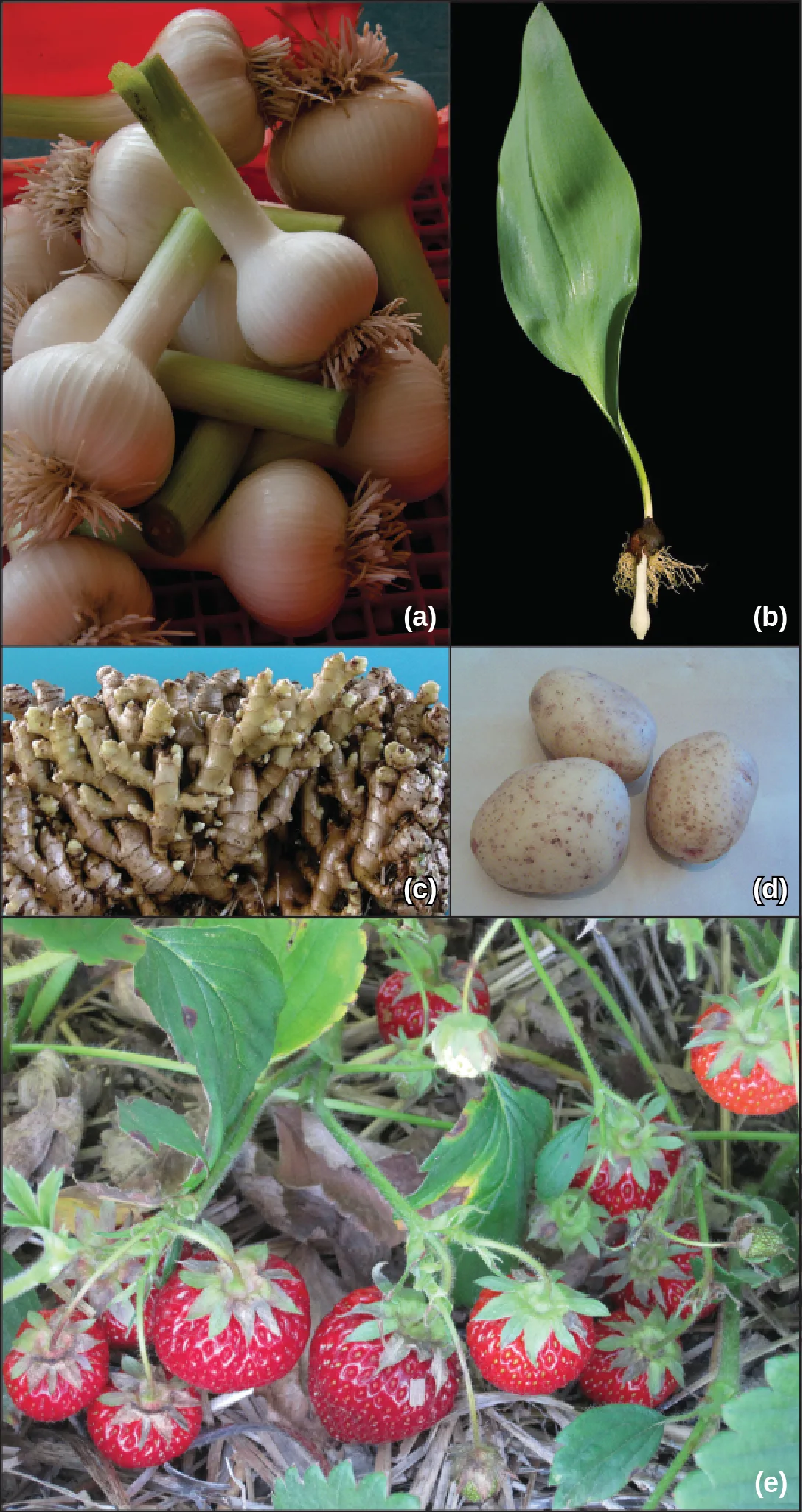A five-panel photo grid: (a) a basket piled with whole garlic bulbs, green stems still attached; (b) a single leafy plant photographed against a black background, its short stem narrowing into a pale, elongated bulb trailing fine roots; (c) a mass of knobby, tan ginger rhizomes; (d) three oval, tan potatoes speckled with eyes; (e) a strawberry plant trailing along bare ground, its red ripening berries and green runners visible among dead leaves.